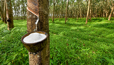 천연고무 / 천연 라텍스 이미지