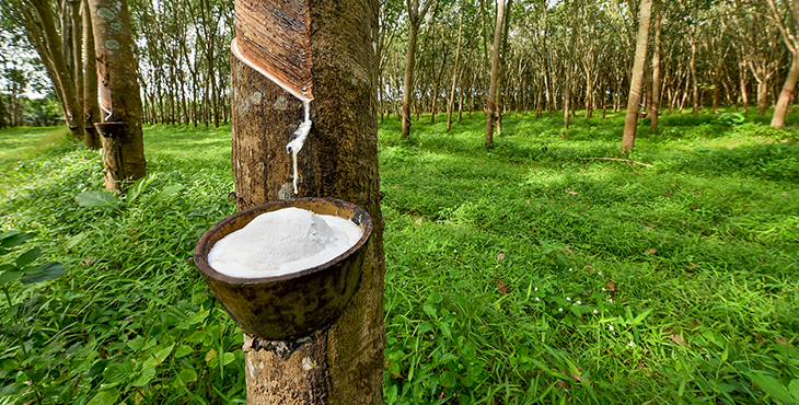천연라텍스 이미지